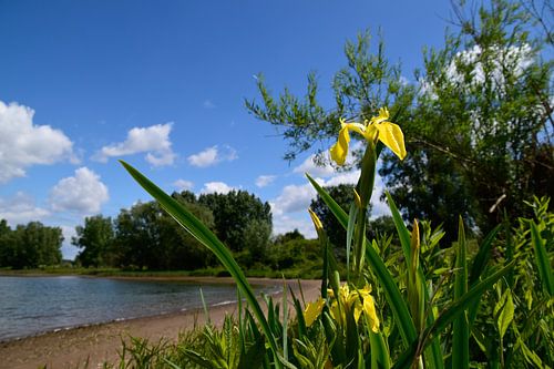 Couleurs d'été Lith