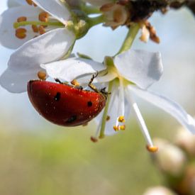 Coccinelle sous le pollen d'une fleur sur Jacqueline De Rooij Fotografie