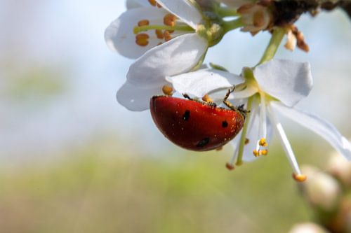 Ladybird under pollen on blossom