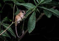 Nachtaufnahmen eines mexikanischen Zwergopossums in Honduras