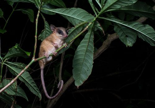 Photos de nuit d'un opossum nain mexicain au Honduras