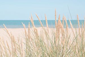 Sanfte Neutraltöne in Beige und Marineblau. Wogendes Dünengras Naturfotografie