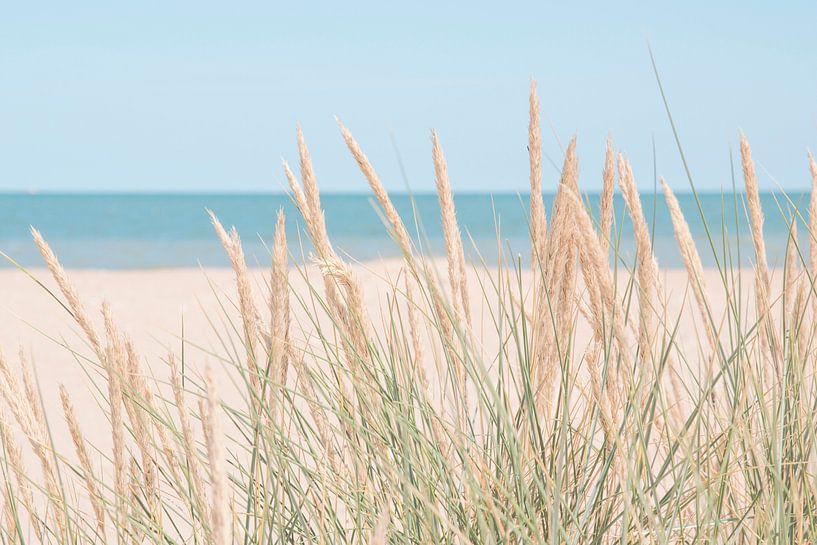 Zachte neutrale kleuren in beige en blauw. Wuivend duingras natuur fotografie van Christa Stroo fotografie