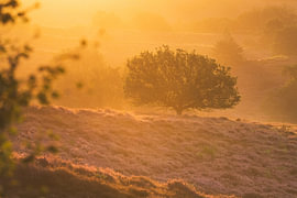 Heathland at sunrise by Friso Schinkel
