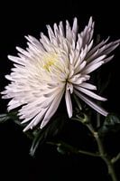Blume