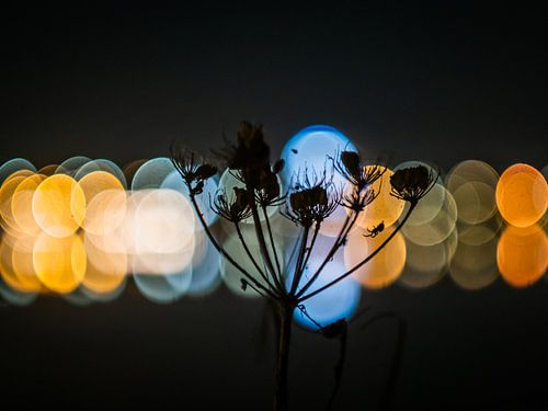 Silhouette Met Spin Aan De Waterkant