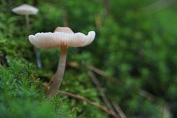 paddenstoel in het fel groene mos van Marian van den Boogaard