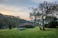 Sonnenaufgang in der Toskana Italien auf Hügeln zwischen Olivenbäumen von Joost Adriaanse Miniaturansicht