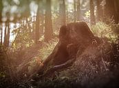 Wandern durch den schönen Wald van Dirk Bartschat thumbnail