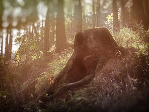 Wandern durch den schönen Wald