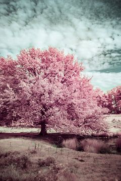 Sereen infrarood landschap met surrealistisch zacht roze boom van Annemarie Wassink