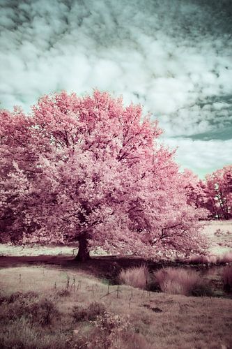 Gelassenes Infrarotfoto mit verträumter surrealer Landschaft.