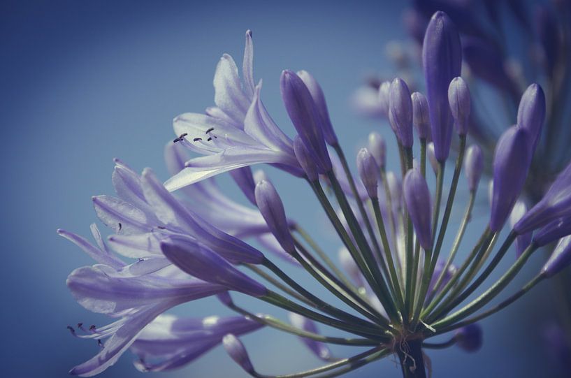 Blauw von Tanja de Boer