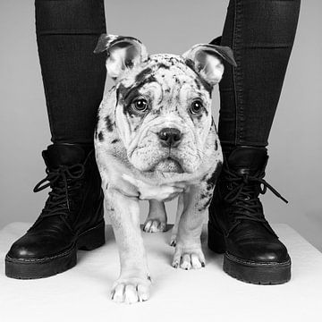 Robustes Porträt eines alten englischen Bulldoggenwelpen in schwarz-weiß von Leoniek van der Vliet