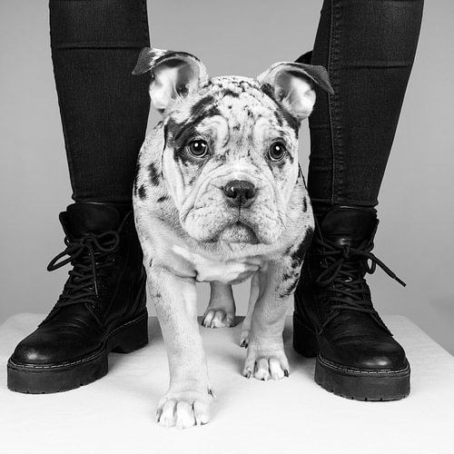 Stoer portret van een old english buldog puppy in zwart wit