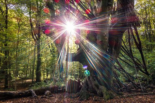 Zonnestralen bij de Ghost Beech