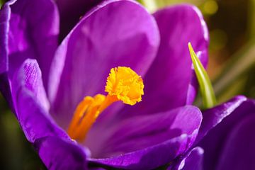 Crocus Purple by Linda Mannsperger