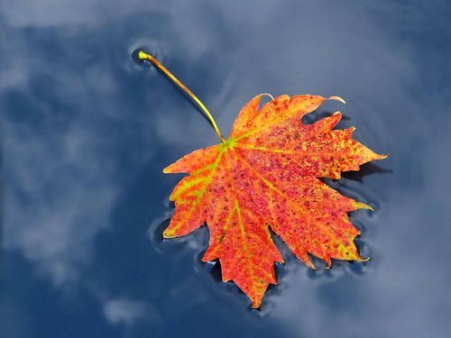 Floating (Drijvend oranje Herfstblad)
