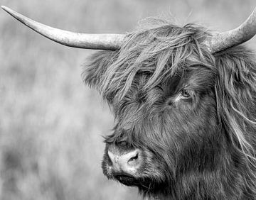 Portret Schotse Hooglander in zwart-wit van Marjolein van Middelkoop
