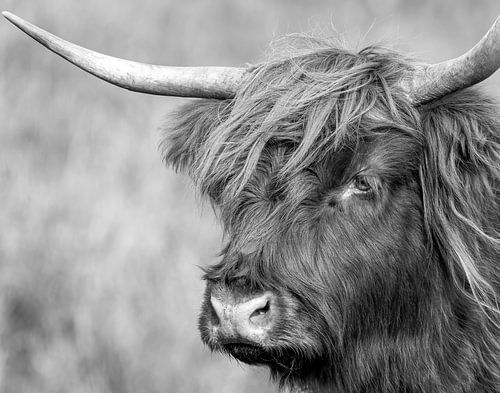 Portret Schotse Hooglander in zwart-wit
