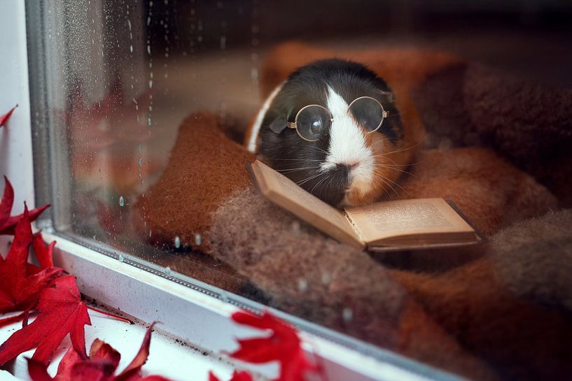 Cochon d'Inde lisant à la fenêtre - photo animalière automnale chaleureuse avec lunettes et livre par Marloes van Antwerpen
