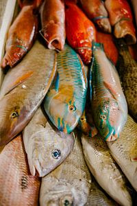 Fischfrüchte