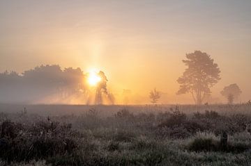 Rozendaalse veld part 5 van Tania Perneel