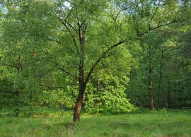 Trees in Dwingelderveld – Drenthe (Netherlands) by Marcel Kerdijk