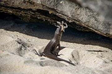 Lizard vs Crab by Lizette Schuurman