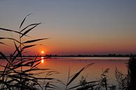 Zonsondergang in de Oostvaardersplassen van Fred van Bergeijk thumbnail