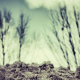 bomen op zandgrond van Nynke Venema | knynk