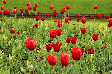 Blumen im Küchenhof, die wunderschön blühen.