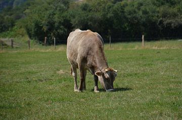 koe van Koen Van Rentergem