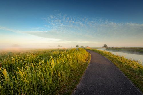 Un matin vert, doré et brumeux