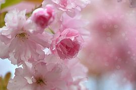 Frühlingszeit by Zwergls Lichtermeer