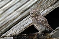 Hibou de pierre par Menno Schaefer Aperçu