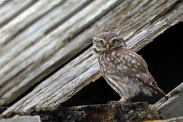 Hibou de pierre sur Menno Schaefer