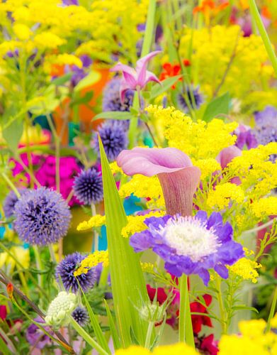 Bloemenweide in de zomer