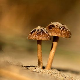 Tweeling paddenstoel Duinfranjehoedjes van Henriëtte van Golde