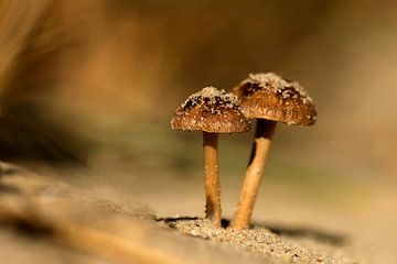 Tweeling paddenstoel Duinfranjehoedjes van Henriëtte van Golde