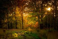 zie de zon schijnt door de bomen