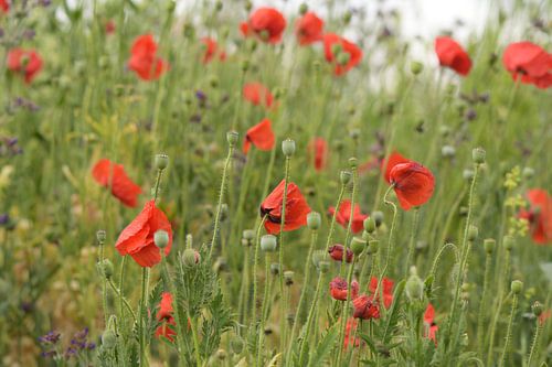 A genoux dans un champ de coquelicots