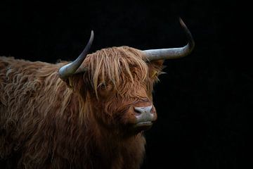 Schotse Hooglander van PeetMagneet