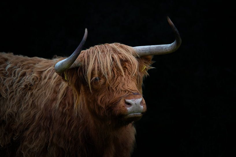 Scottish Highlander by PeetMagneet