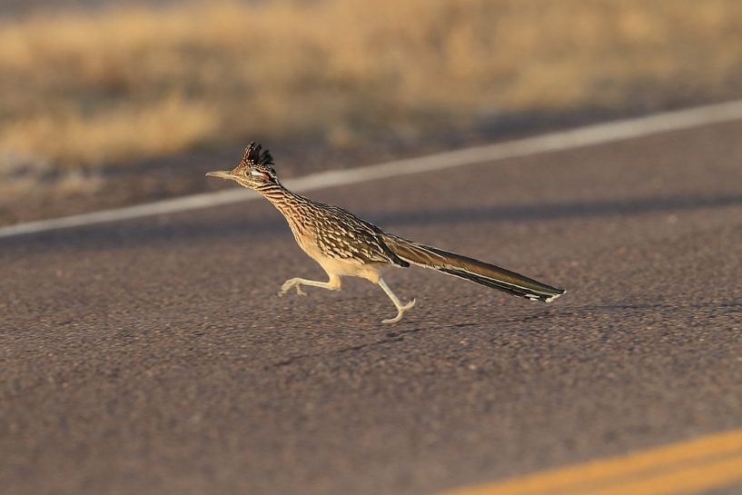 roadrunner&quot; wegkoekoek (Geococcyx californianus), ook grote koekoek of grondkoekoek Nieuw-M van Frank Fichtmüller