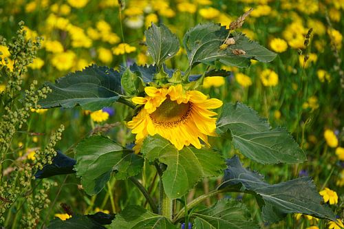 Sunflower in Full Bloom