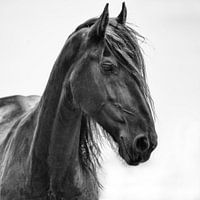 Friesian horse