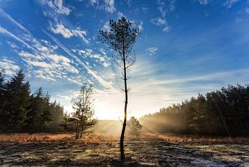 Last tree standing van GoirlebyMurat