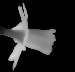 Daffodil in black and white sur Dirk Jan Kralt