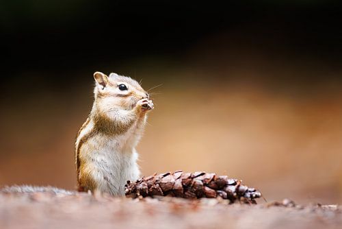 Sibirisches Erdhörnchen von Pim Leijen